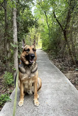 German shepherd portrait