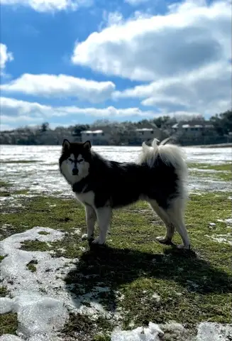 Husky training in nature