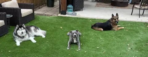 Multiple dogs sitting together during training