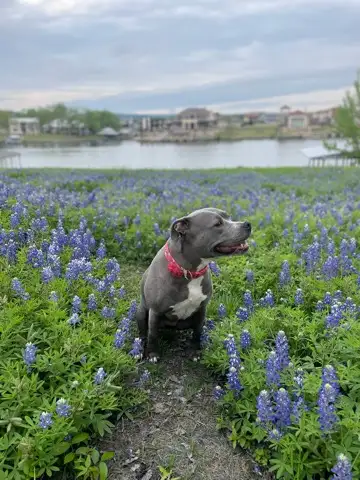 Pitbull in a field of flowers