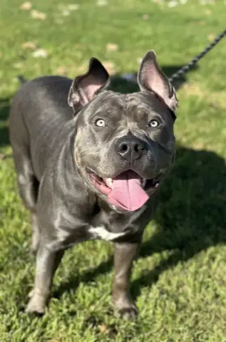Happy pitbull after training