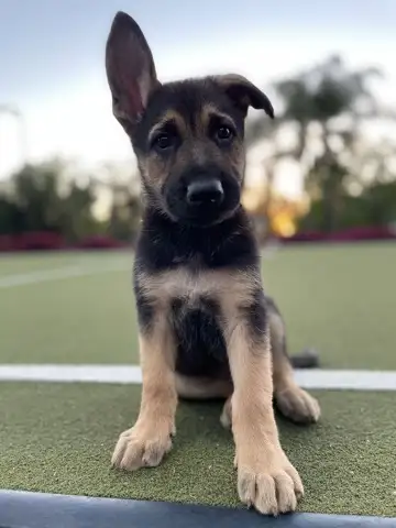 Puppy training close-up