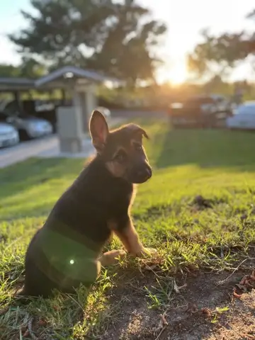 Puppy at sunset alternate angle