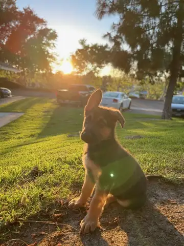 Puppy at sunset