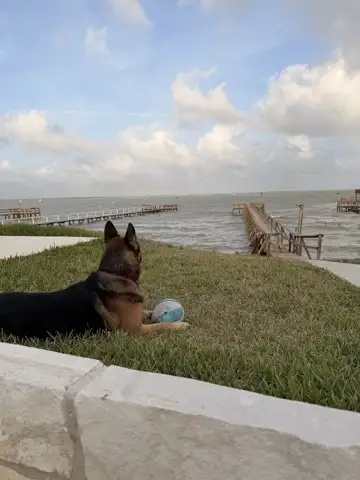 German shepherd outdoors